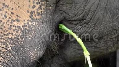 没有象牙的大象正在吃草。 靠近一只亚洲大象吃